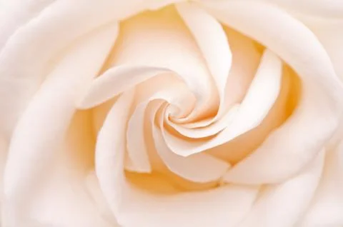 White rose Stock Photos