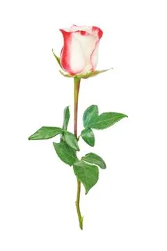 White rose 스톡 사진
