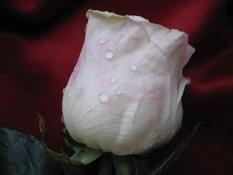 White rose. Stock Photos