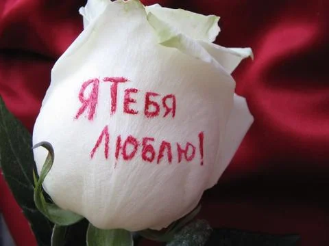 White rose. Stock Photos