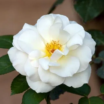 White rose Stock Photos