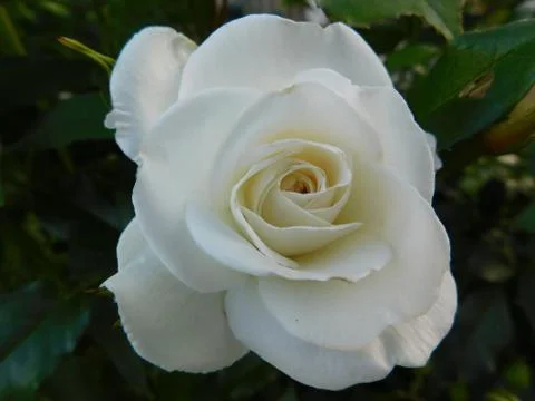 White rose Stock Photos