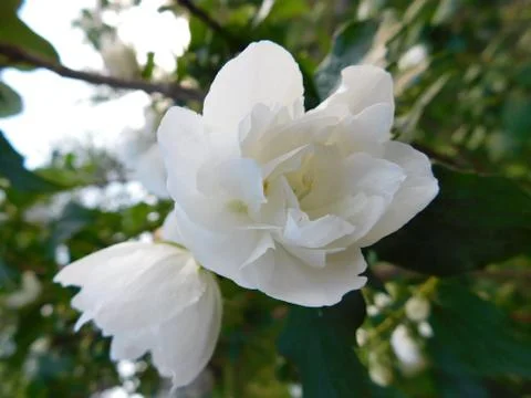 White Rose Stock Photos
