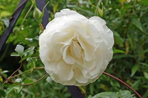 White rose Stock Photos