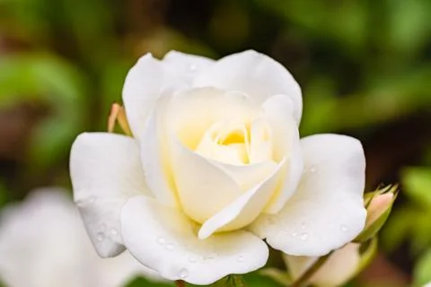 White rose Stock Photos