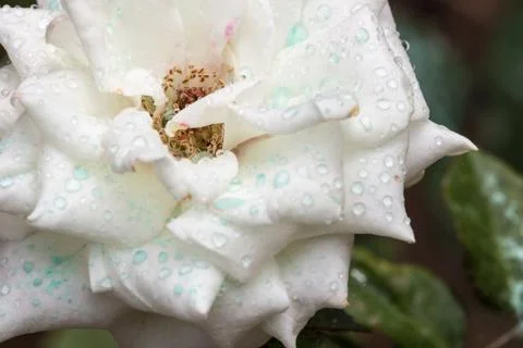 The white rose Stock Photos