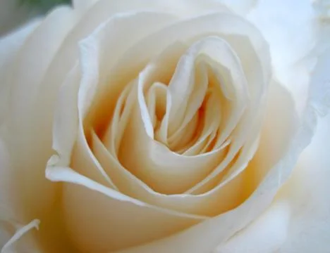 White rose Stock Photos