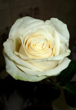 White rose Stock Photos