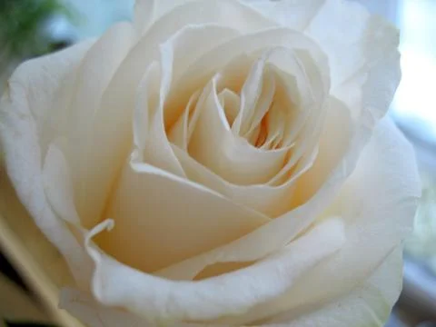 White rose Stock Photos