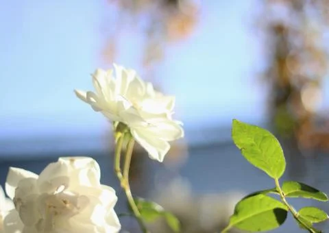 White Rose Stock Photos