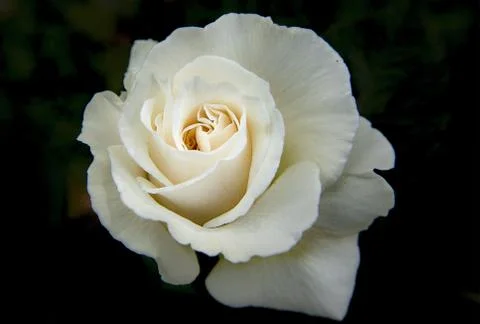 White Rose Stock Photos