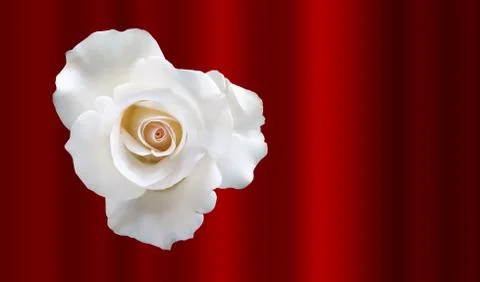 White Rose Stock Photos