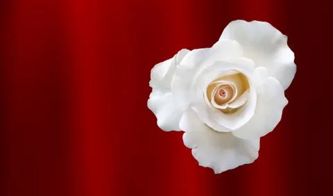 White Rose Stock Photos