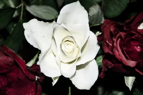 White rose Stock Photos