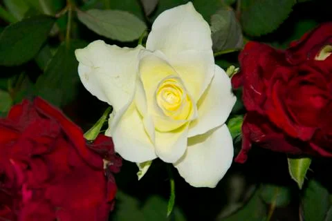 White rose Stock Photos