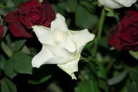 White rose Stock Photos