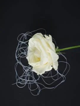 White rose Photos