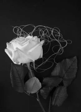 White rose Stock Photos