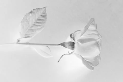 White rose Stock Photos