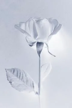 White rose Stock Photos