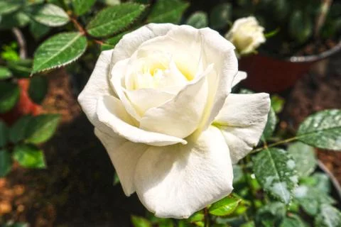 White Rose Stock Photos