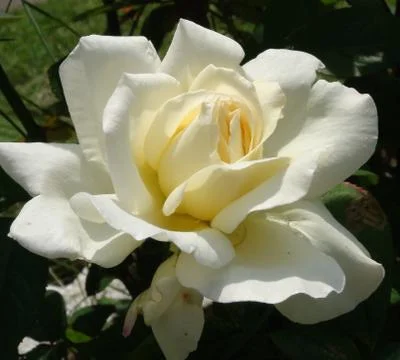 White rose Stock Photos