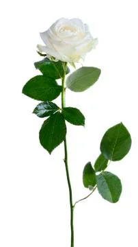 White rose Stock Photos