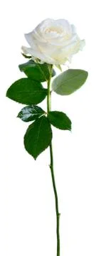 White rose Stock Photos