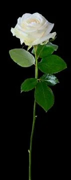 White rose Stock Photos