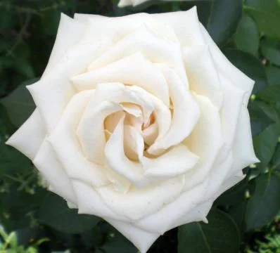 White rose Stock Photos