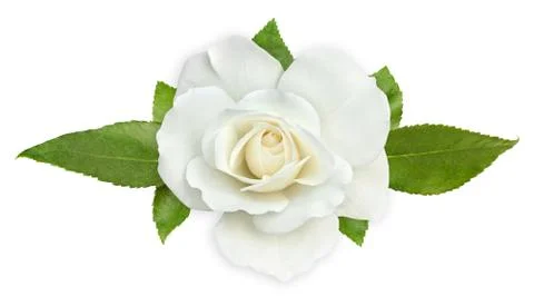White rose Stock Photos