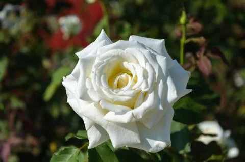 White Rose Stock-Fotos