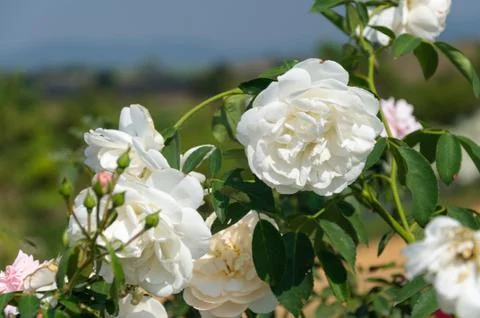 White Rose 写真素材