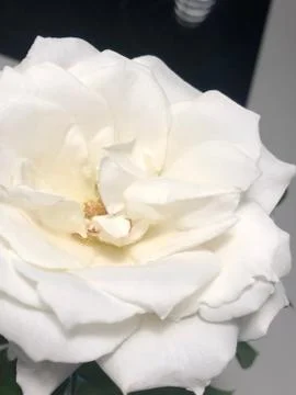White rose 스톡 사진