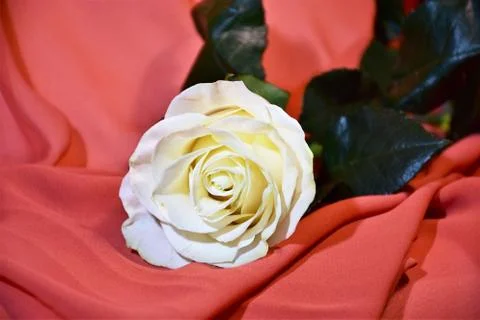 White Rose Stock Photos
