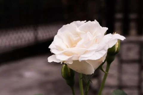 A White Rose Stock Photos