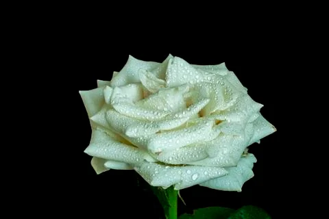 White rose Stock Photos