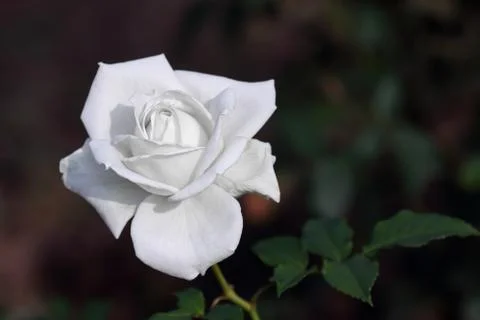 White rose Stock Photos