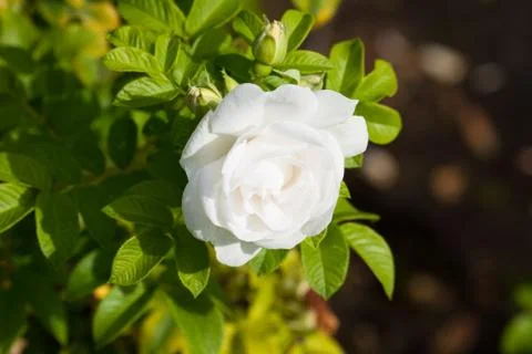 White rose Foto stock