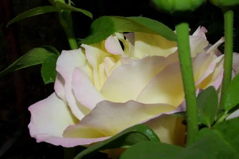 A White Rose Stock-Fotos
