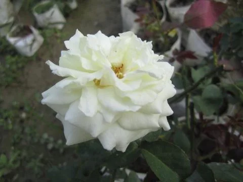 White Rose Stock Photos