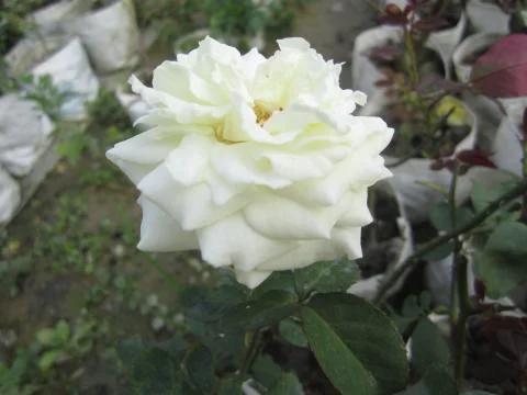 White Rose Stock Photos