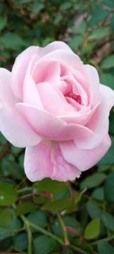 White Rose Foto stock