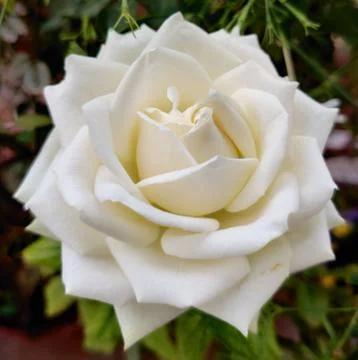 White rose Stock Photos