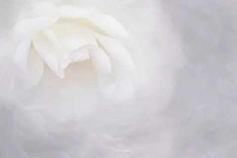 White rose Foto stock