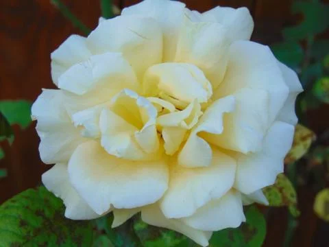 White rose Stock Photos