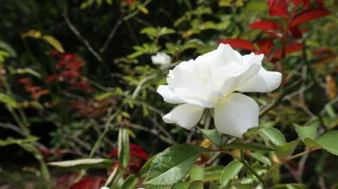 White Rose Stock Photos