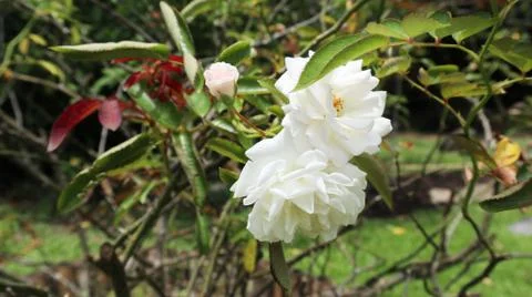 White Rose Stock Photos