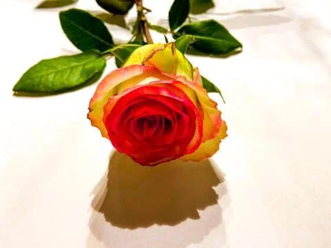 A white rose Stock Photos