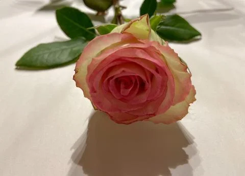 A white rose Stock Photos